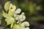 Largeflower milkweed